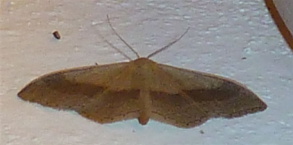 Idaea aversata